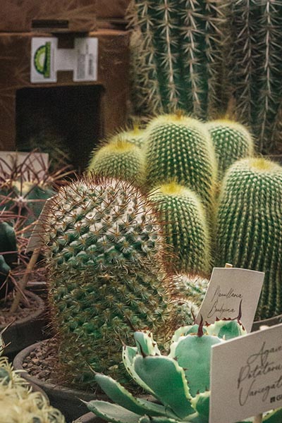 Mammillaria bombycina parmi d'autres